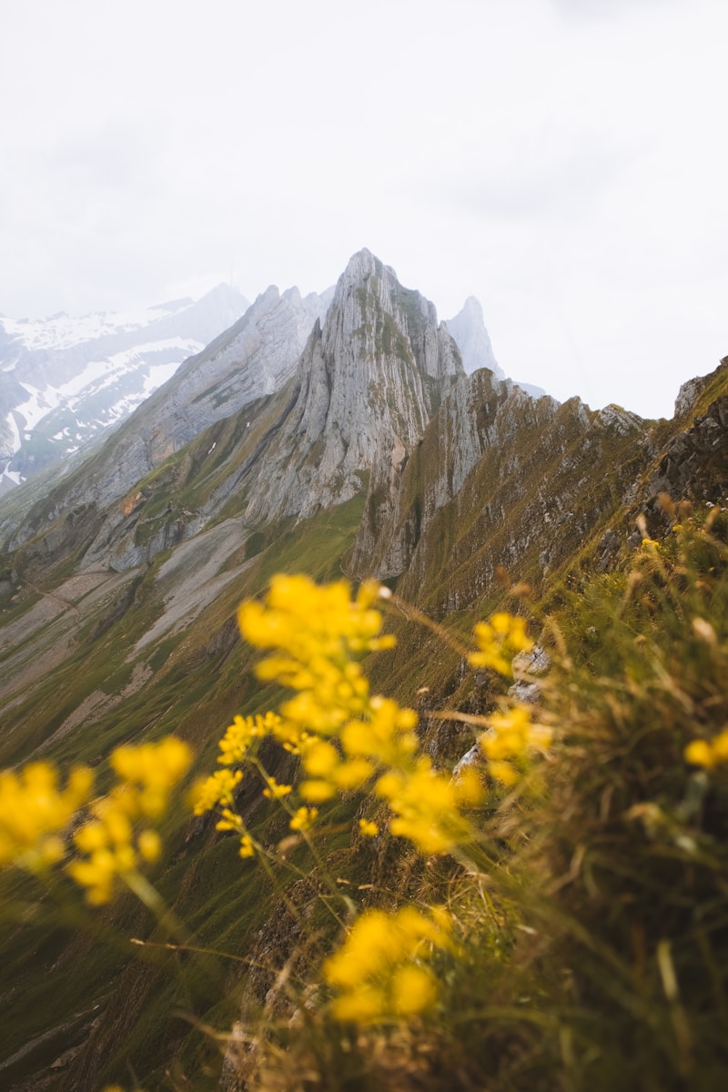 Photo by Dana Katharina A mountain range with yellow flowers in the foreground