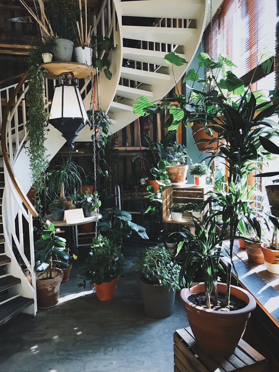 Photo by Judah Guttmann green leafed plant in pot